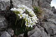 69  Sassifraga Vandelli (Saxifraga Vandellii)